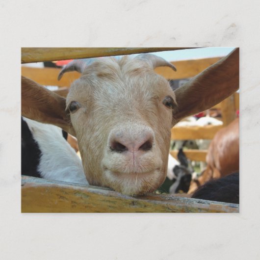 Geit Hallo Ansichtkaart Briefkaart (Voorkant)