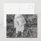 Geit in zwart-wit briefkaart (Voorkant / Achterkant)