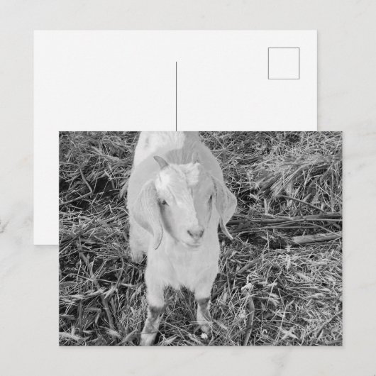 Geit in zwart-wit briefkaart (Voorkant / Achterkant)