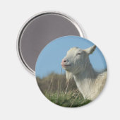 geit magneet (Voorkant / Achterkant)