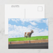 Geit op een grasdak in Sister Bay, Wisconsin Briefkaart (Voorkant / Achterkant)