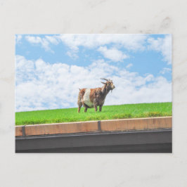 Geit op een grasdak in Sister Bay, Wisconsin Briefkaart