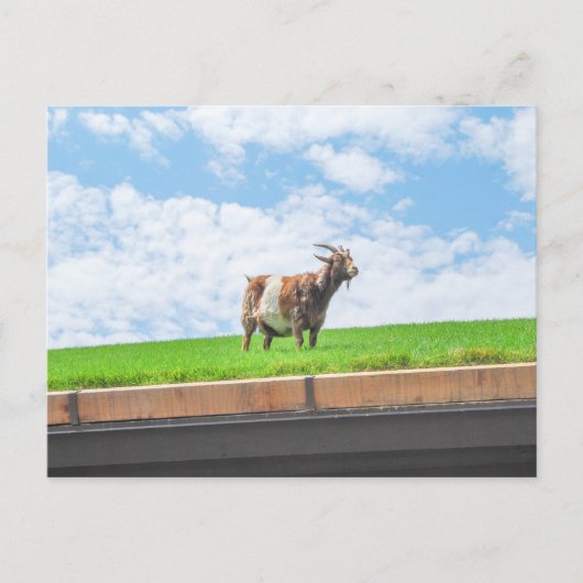 Geit op een grasdak in Sister Bay, Wisconsin Briefkaart (Voorkant)