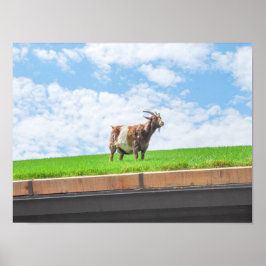 Geit op een grasdak in Sister Bay, Wisconsin Poster
