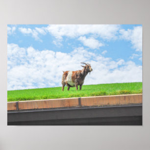 Geit op een grasdak in Sister Bay, Wisconsin Poster