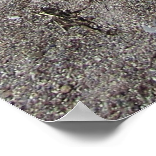 Geit op het strand poster (Hoek)