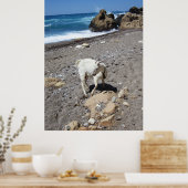 Geit op het strand poster (Keuken)