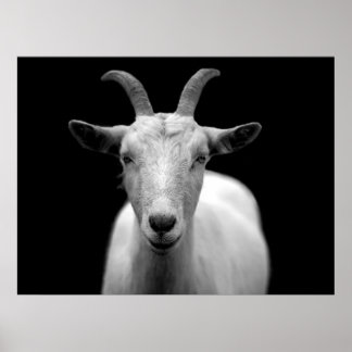 Geit Poster