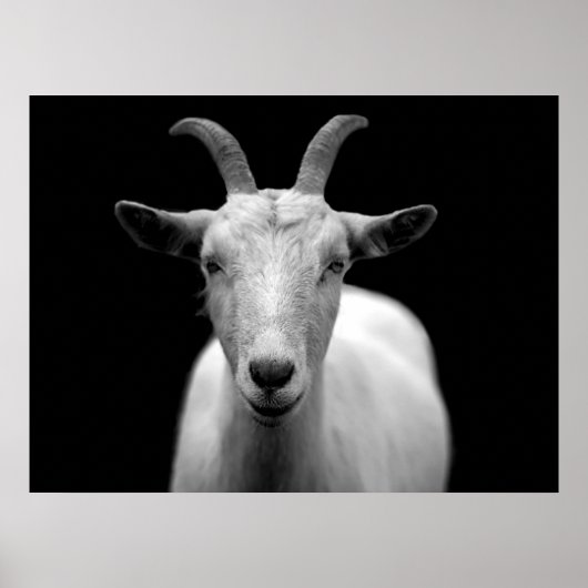 Geit Poster (Voorkant)