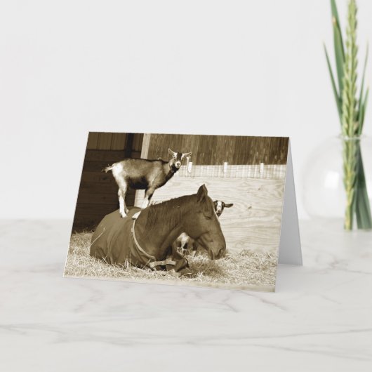 Geit staat op geduldig paard kaart (Voorkant)