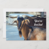 Geit Zwart Bruin Dier Foto Verjaardag Kaart (Voorkant)