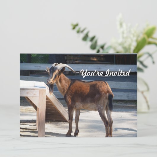 Geit Zwart Bruin Hoorns Dierenprofiel Verjaardag Kaart (Staand voorkant)