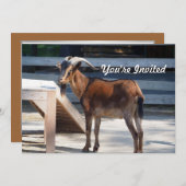 Geit Zwart Bruin Hoorns Dierenprofiel Verjaardag Kaart (Voorkant / Achterkant)