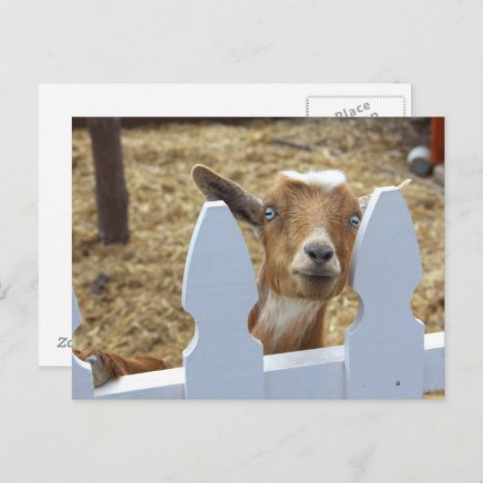 Geitbegroeten Briefkaart (Voorkant / Achterkant)