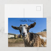 Geitbegroeting Briefkaart (Voorkant / Achterkant)