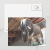 Geitebok Briefkaart (Voorkant / Achterkant)