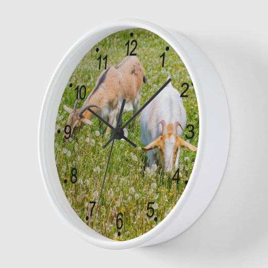 Geiten Boerderij Dieren Rond Wit (Hoek)