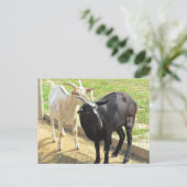 Geiten Briefkaart (Staand voorkant)