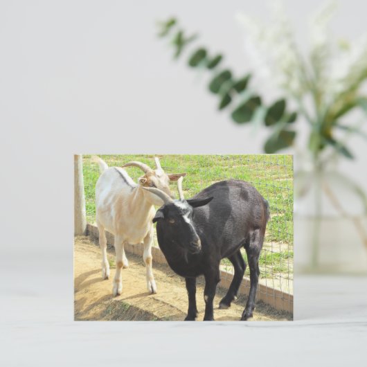 Geiten Briefkaart (Staand voorkant)