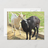 Geiten Briefkaart (Voorkant / Achterkant)