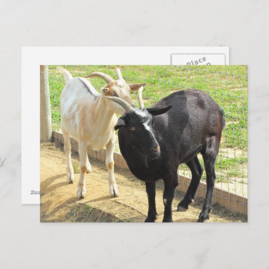 Geiten Briefkaart (Voorkant / Achterkant)