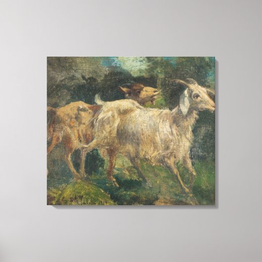 Geiten (door Vincenzo Caprile) Canvas Afdruk (Voorkant)