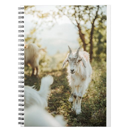 Geiten en geiten (85) notitieboek (Voorkant)