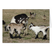 Geiten en kippen (Voorkant Horizontaal)