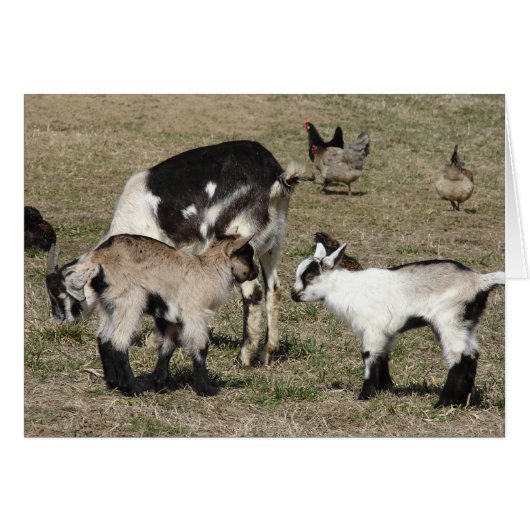 Geiten en kippen (Voorkant Horizontaal)