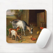 Geiten en kippen bij de Boerderij Muismat (Met muis)