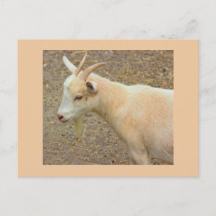 Geiten Foto Ansichtkaart Briefkaart