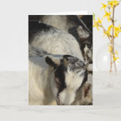 Geiten, geiten en meer geiten kaart (Gele Bloem)