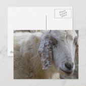 Geiten glimlachen! briefkaart (Voorkant / Achterkant)
