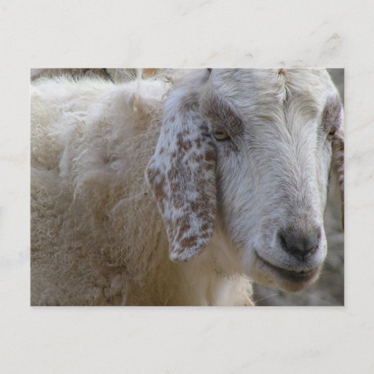 Geiten glimlachen! briefkaart (Voorkant)