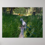 Geiten in de wei met veel gras poster (Voorkant)