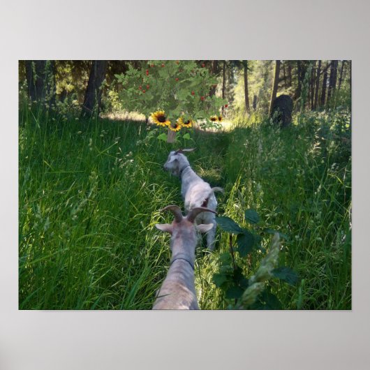 Geiten in de wei met veel gras poster (Voorkant)