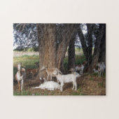 Geiten in de Yard Legpuzzel (Horizontaal)