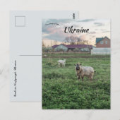 Geiten in Kropyvnyk Oekraïne Briefkaart (Voorkant / Achterkant)