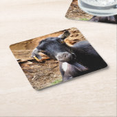 GEITEN KARTONNEN ONDERZETTERS (Schuin)