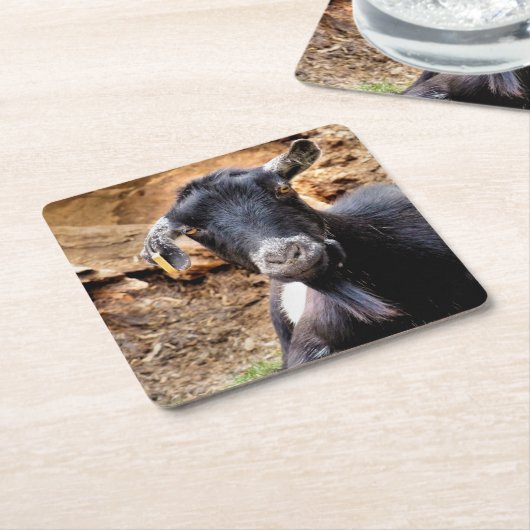 GEITEN KARTONNEN ONDERZETTERS (Schuin)