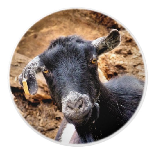 GEITEN KERAMISCHE KNOP (Voorkant)