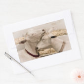 Geiten knuffelen rechthoekige sticker (Envelop)