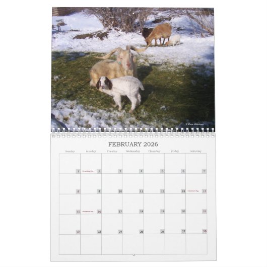 Geiten op de Ranch Kalender (Feb 2026)
