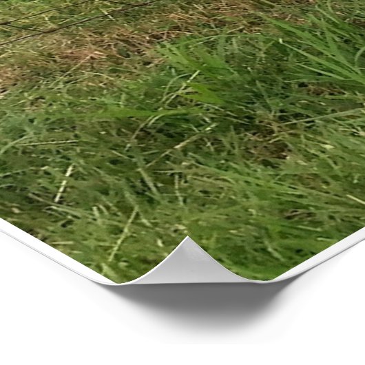 Geiten op een Boerderij Poster (Hoek)