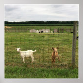 Geiten op een Boerderij Poster (Voorkant)
