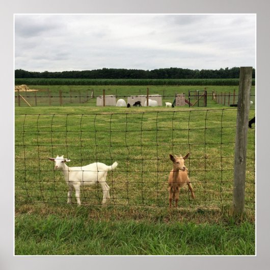 Geiten op een Boerderij Poster (Voorkant)
