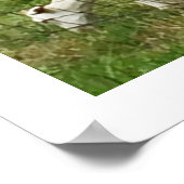 Geiten op een Boerderij Poster (Hoek)