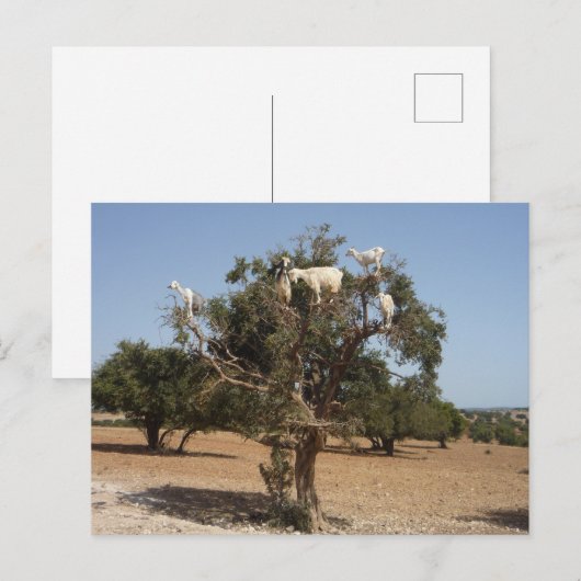 Geiten op een boom Marokko Briefkaart (Voorkant / Achterkant)