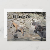 Geiten op een muur briefkaart (Voorkant / Achterkant)