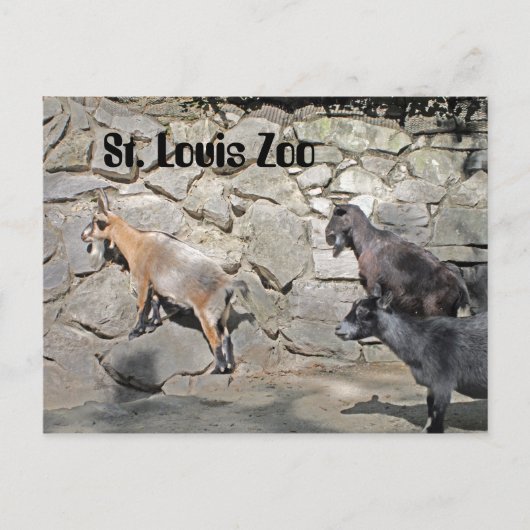 Geiten op een muur briefkaart (Voorkant)